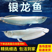 银龙鱼活鱼苗热带观赏鱼中大型黄化红眼白子银龙七彩银龙练手龙鱼