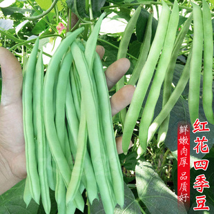 红花白荚四季豆种子蔬菜种子套餐春季播阳台种菜庭院田园夏秋种籽
