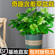 害羞草种子含羞草盆栽植物套餐阳台绿植花卉种子薄荷种籽四季易种