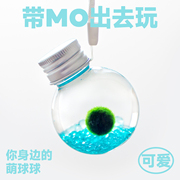 Marimo马里莫 小萌球 幸福球藻冬季耐寒水培绿植物海藻生态瓶