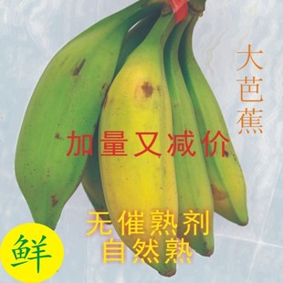 广西大芭蕉新鲜香蕉新鲜水果现采现发