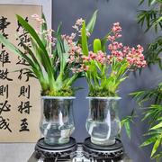 香水文心兰梦带花带盆好养易活室内室外客厅阳台花卉绿植盆栽