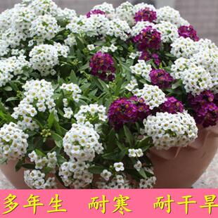 香雪球花种子多年生耐寒花卉花籽，园林庭院花海工程，绿化花种籽子