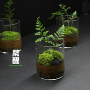 小蛋糕微景观桌面创意迷你苔藓植物玻璃花瓶绿植植物盆栽好养