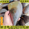 新鲜绿贝海鲜鲜活大带子海浦海带子大绿贝绿甲贝烧烤鲜活水产贝类