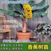 香蕉苗种矮化蕉果树苗皇帝，蕉盆栽地栽庭院，四季种植当年结果
