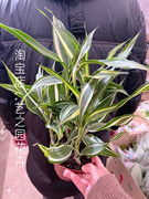 银边女王竹室内盆栽植物，耐阴水培吸甲醛，四季富贵竹油绿好养易活
