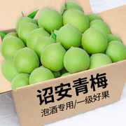 2025诏安青梅美味新鲜现摘现货酵素酸脆梅子鲜果孕妇水果产地直发