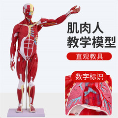 人体肌肉解剖模型蓝蝶教学