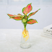 水培红掌盆栽白掌室内一帆风顺花卉如意绿萝鸿运，当头客厅水养植物