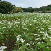 荞麦种子 甜荞麦种子 苦荞麦乌麦种子 黑麦种子 黑苦荞麦种子