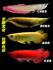 银龙鱼七彩银龙鱼金龙鱼红龙鱼大型热带观赏鱼活体黄化银龙鱼包活