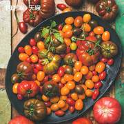 园艺家草莓番茄种子圣女，果阳台四季秋，播种家庭水果蔬菜盆栽西红柿