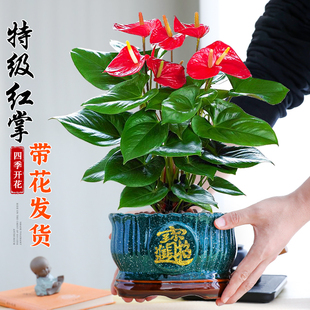 特级红掌盆栽大盆花卉植物，室内办公室绿植，好养活白掌四季开花不断