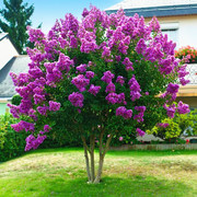 丁香花树苗四季开花庭院植物绿化树苗，耐寒丁香苗，海棠树苗盆栽花卉