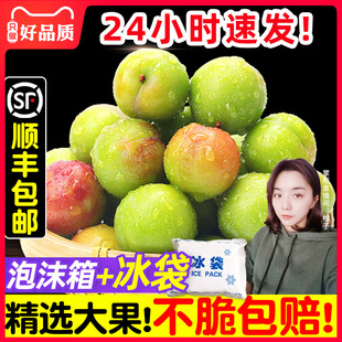 李子新鲜水果2/5斤孕妇水果当季酸脆三月李青三华李