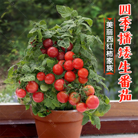 矮生盆栽草莓蔬，菜种樱桃小阳台孑苗