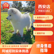 纯种萨摩耶幼犬活体白色可爱型小狗幼犬熊版萨摩耶雪橇犬宠物训练