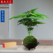 苔藓球文竹盆栽盆景迷你室内客厅，办公室桌面小绿植物净化空气好养