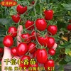 千禧番茄种子红圣女果西红柿小番茄种子四季庭院阳台盆栽蔬菜种籽
