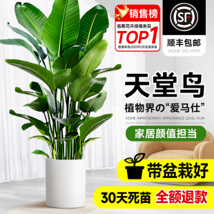 天堂鸟室内盆栽绿植大型客厅植物落地真树办公室鹤望兰氛围感花卉