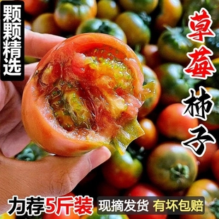 丹东铁皮柿子新鲜水果东北番茄草莓西红柿3斤碱地5斤柿子现摘