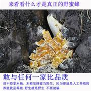 蜂巢蜜嚼着吃土蜂蜜纯正天然神农架蜂窝蜜岩蜜，石洞百花蜜老巢野生