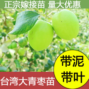 台湾大青枣树苗蜜丝枣牛奶，枣树活苗盆栽果，树苗嫁接枣子苗当年结果