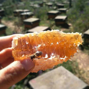 野生蜂巢蜜纯正天然农家自产大理蜂巢块老巢峰蜜土蜂蜜嚼着吃500g