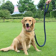 中型大型犬毛拉布拉多大狗遛狗，绳子项圈狗链子牵引绳带狗狗用品
