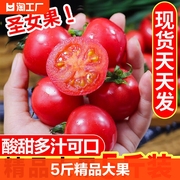 圣女果5斤新鲜水果柿子自然熟西红柿千禧小番茄蔬菜