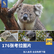 考拉澳洲树袋熊高清JPG素材图片桉树睡觉觅食野生动物摄影照片