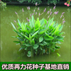 再力花种子 水竹芋水莲蕉 塔利亚多年生挺水草本水生植物种子