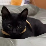 黑猫玄猫黑煤球猫幼崽，纯黑猫田园猫孟买猫，活体宠物猫咪中国田园猫