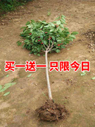 樱桃树苖车厘子树苗北方南方种植大樱桃苗树当年结果盆栽地栽果树