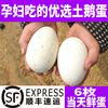 6枚孕妇吃的农家散养土鹅蛋 新鲜处子大鹅蛋胎毒笨鹅蛋鲜蛋去