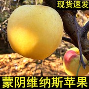 蒙阴现摘果园直发新鲜水果，孕妇维纳斯黄金苹果5斤