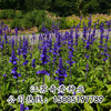 蓝花鼠尾草种子易活春秋播耐寒耐旱多年生花种，庭院园林绿化花种子