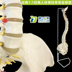 人体脊柱模型1 1正骨脊椎模型颈椎腰椎人体T骨骼模型脊椎模