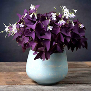 紫叶酢浆草种球幸运草，多年生盆栽紫蝴蝶花卉，紫色醡浆草炸酱草种子