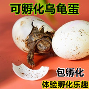 乌龟蛋可孵化套装受精鳄