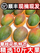攀枝花凯特芒果新鲜10应季斤水果芒果整箱特大青忙果新的当季