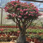 进口沙漠玫瑰泰国索科拉沙漠玫瑰苗特大原生老桩耐旱植物四季开花