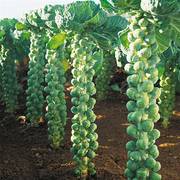 高产抱子甘蓝种籽孢子苗阳台四季子持蔬菜种孑甘蓝种子盆栽蔬菜孑