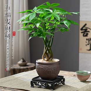 五福发财树盆栽室内植物招财，树办公室客厅茶几花卉，小绿植四季好养