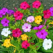 五彩紫茉莉花种子混色地雷花，种子籽阳台盆栽，庭院围栏耐寒易活花卉