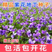 紫花地丁种子耐寒被耐阴多年生花种，四季花籽花地丁紫花矮生