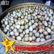 野鸡蛋60枚 七彩山鸡蛋新鲜 野金鸡蛋 绿乌鸡蛋 农家土鸡蛋山鸡蛋