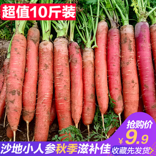 陕西沙地水果红萝卜5斤红心脆甜生吃水果型新鲜胡萝卜沙地蔬菜10