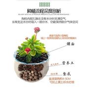 陶粒花卉园艺种植陶粒盆栽绿植铺面垫底陶粒多肉兰花水培介质颗粒